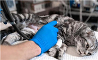 猫中毒三天了还能活吗?早发现早治疗