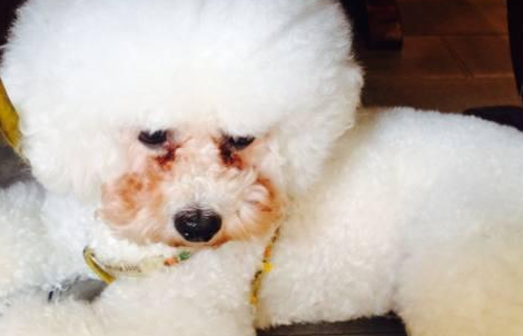 比熊犬得了犬瘟的症状是什么？来看看吧
