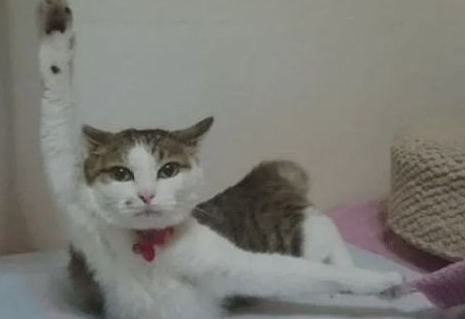 猫咪做错事可不可以打？猫咪做错事调教方法！