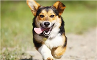 柯基犬的优缺点