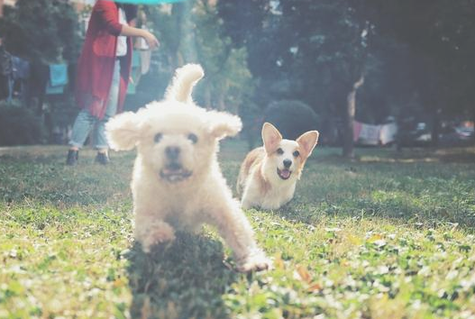 泰迪犬如何训练?要想家里的泰迪犬变聪慧吗? 泰迪犬如何训练?要想家里的泰迪犬变聪慧吗?