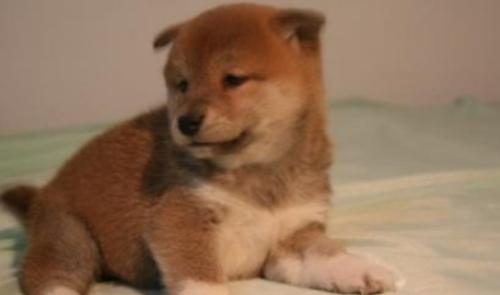柴犬和秋田犬有哪些区别吗？这种区别大家都知道吗