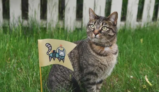 猫咪的视力好像下降了?撸猫需谨慎 猫咪的视力好像下降了?撸猫需谨慎