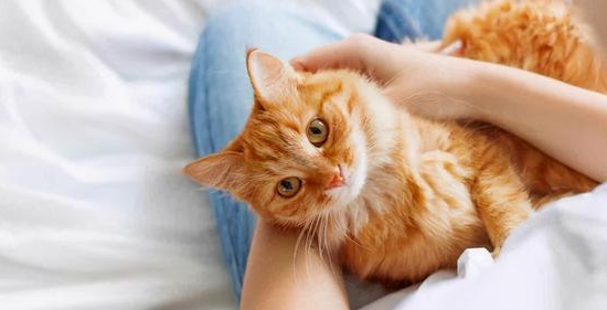 猫咪居然也长青春痘?原来是这样 猫咪居然也长青春痘?原来是这样