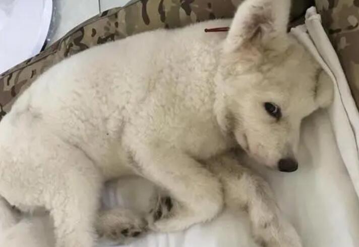 狗狗细小没救的表现 狗狗细小没救的表现