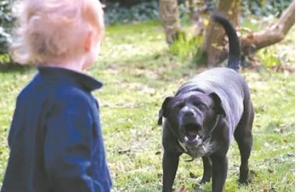如何训炼杜高犬?新手训犬必看! 如何训炼杜高犬?新手训犬必看!