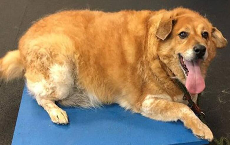 狗狗肥胖怎么办? 狗狗肥胖怎么办?
