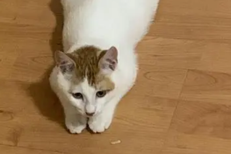 猫咪为什么总爱趴地上