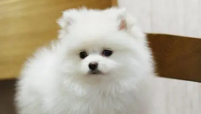 博美幼犬泪痕重是否得病？泪痕重是怎么回事？
