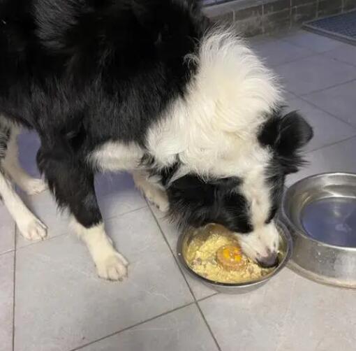 如何自制狗粮边牧吃 如何自制狗粮边牧吃