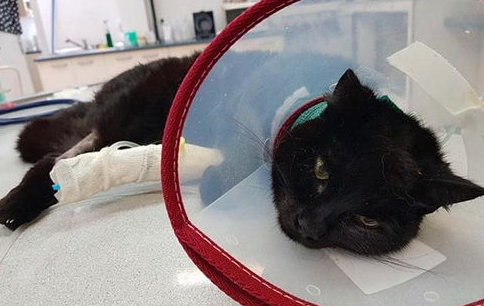 猫咪休克的急救方法,家庭必备! 猫咪休克的急救方法,家庭必备!