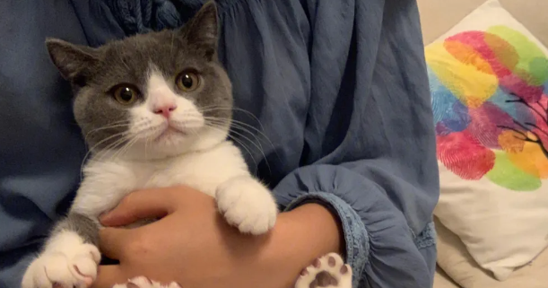 如何让你的猫咪变得乖巧听话？温柔猫咪养成方法！