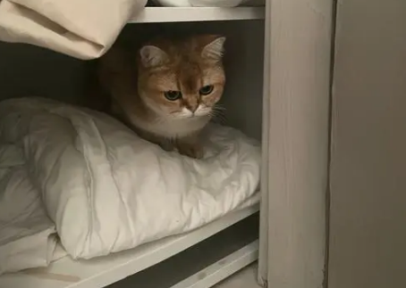 猫咪为什么怀孕会钻衣柜里面