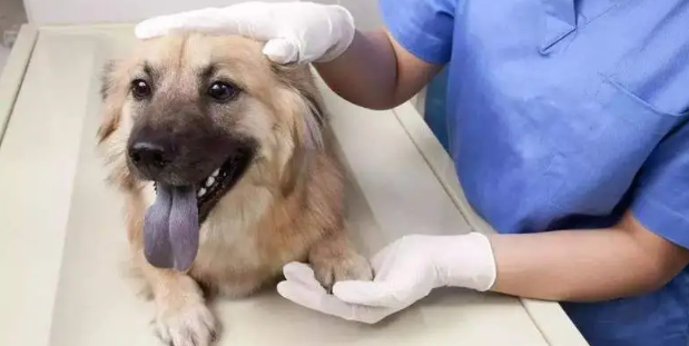 狗狗得犬瘟的原因