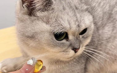 猫咪为什么不能吃胶囊
