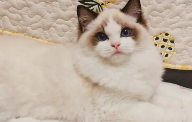 新手适合布偶猫吗