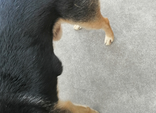 狗右侧肋骨下有个鼓软包图片