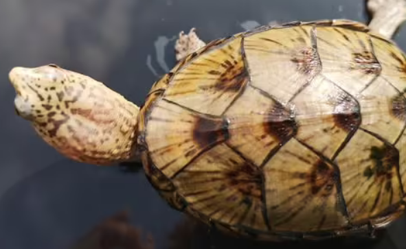 佛罗里达泥龟凶吗？