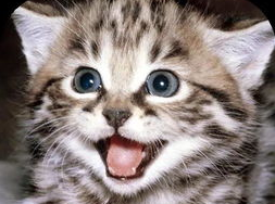 如何让猫咪安心待在家中？帮助它适应环境！