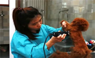 狗美容师资格证怎么考