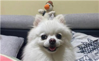 饲养博美犬的禁忌是什么