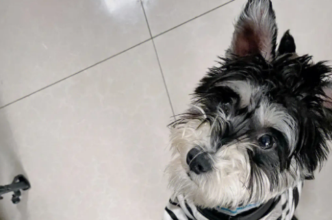 最合适在城市养的6种小型犬，有你家的狗吗？
