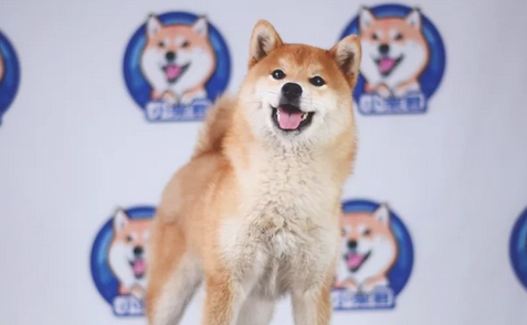 不吹不黑,柴犬的这五大特性你认同吗? 不吹不黑,柴犬的这五大特性你认同吗?
