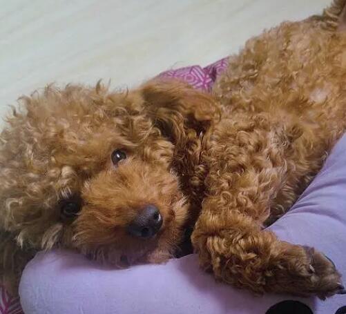  小泰迪吃幼犬吃啥狗粮好