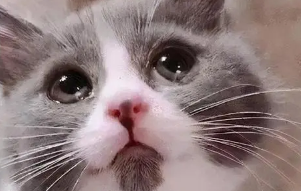 猫咪为什么总是流眼泪,猫咪流泪是什么原因引起的? 猫咪为什么总是流眼泪,猫咪流泪是什么原因引起的?