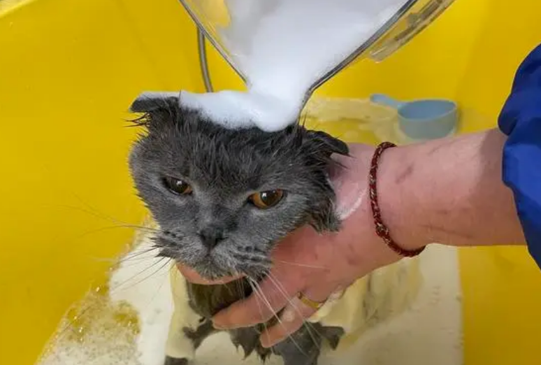 宠物店猫咪洗澡多少钱一只 宠物店猫咪洗澡多少钱一只