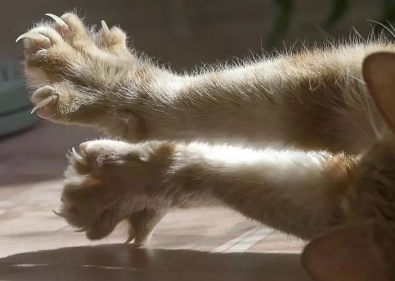 猫抓有一个像针孔的红点