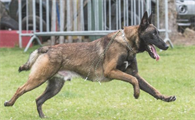 看了这5点，才知道马犬这般恐怖，怪不得少人养！