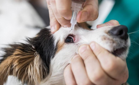 一文告诉你,犬泪道阻塞的病因与诊断要点 一文告诉你,犬泪道阻塞的病因与诊断要点