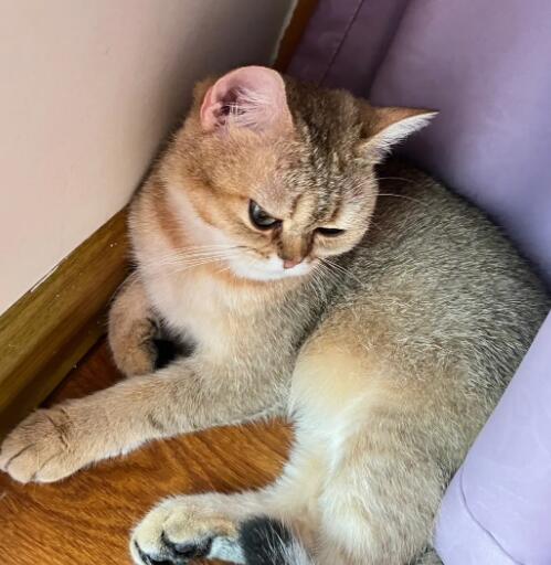 猫过敏怎么办？猫咪过敏的常见原因