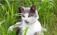 蓝猫吃什么猫粮经济实惠
