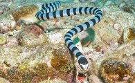 海蛇传奇是什么