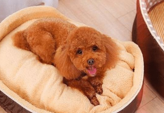 怎么样分辩纯种泰迪纯不纯