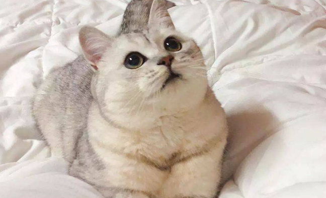 什么叫猫咪发腮？猫咪什么时间开始发腮？