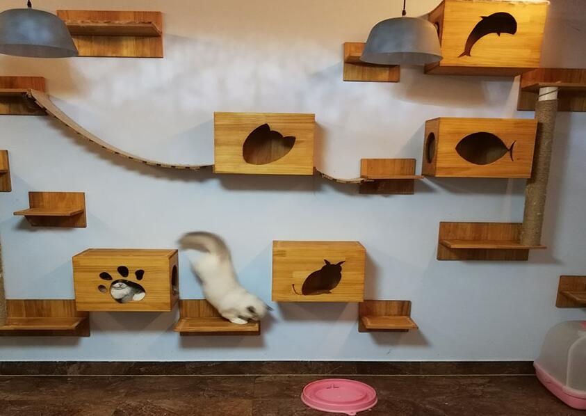 上海比较有名的猫舍 上海比较有名的猫舍