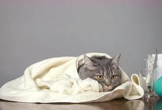 猫咳嗽感冒了怎么办啊吃什么药
