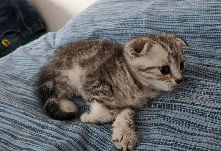  怎么正确养猫？猫咪的正确饲养方法