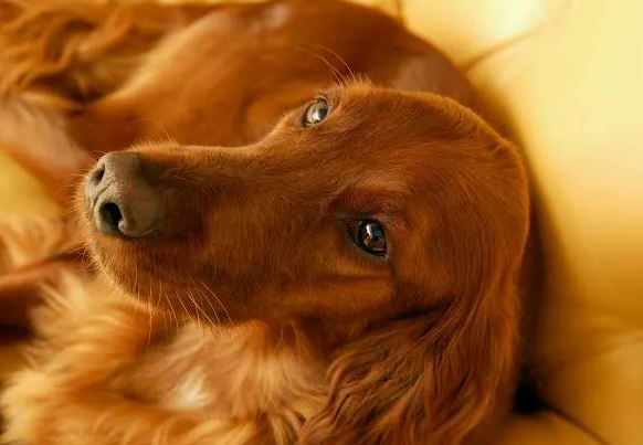 犬维生素A缺乏症的病因是什么?不妨来了解下吧 犬维生素A缺乏症的病因是什么?不妨来了解下吧