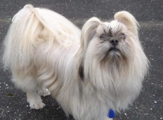 拉萨犬如何打理才好看?