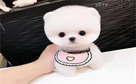 茶杯犬图片恶心死人