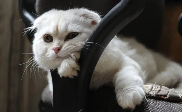 为什么会生出畸形猫咪图片大全