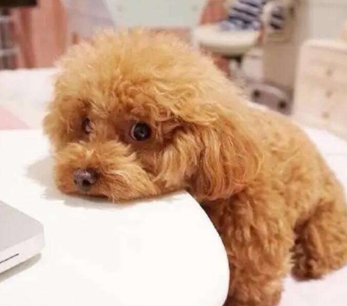 泰迪没吃饱会怎么样吗