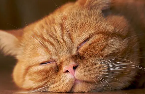 猫咪中暑时的症状及处理方法