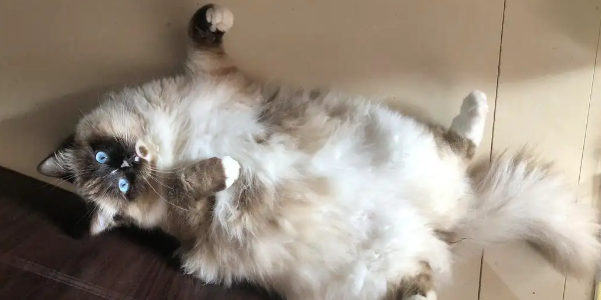 布偶猫容易生病吗?布偶猫常见疾病和预防! 布偶猫容易生病吗?布偶猫常见疾病和预防!