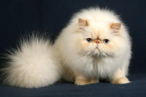 宠物猫的品种大全排行及价格 宠物猫的品种大全排行及价格