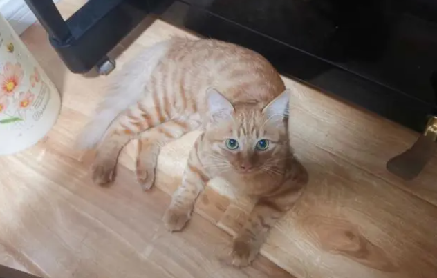 猫咪患口炎可能会致命，不容忽视！